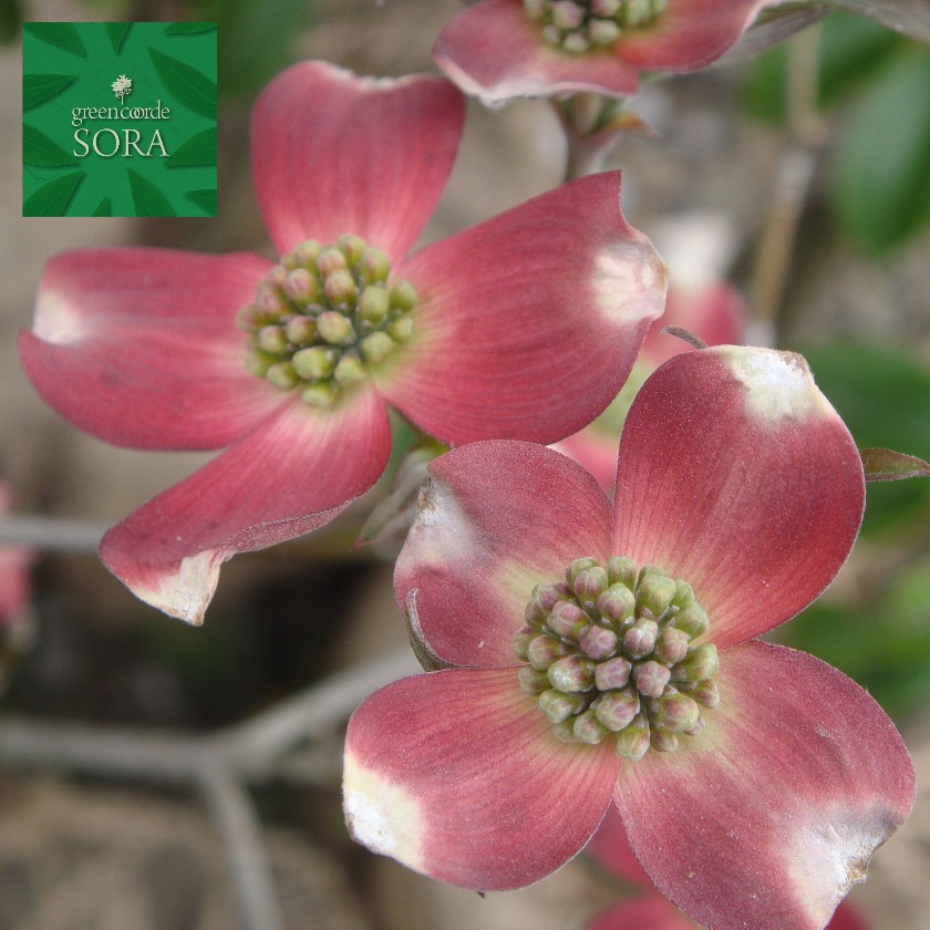 ハナミズキ 赤花 単木 樹高H:3000粍 植木 苗