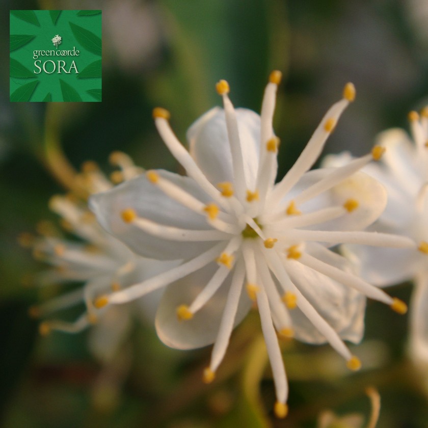 ハイノキ 株立 樹高H:2500粍 植木 苗