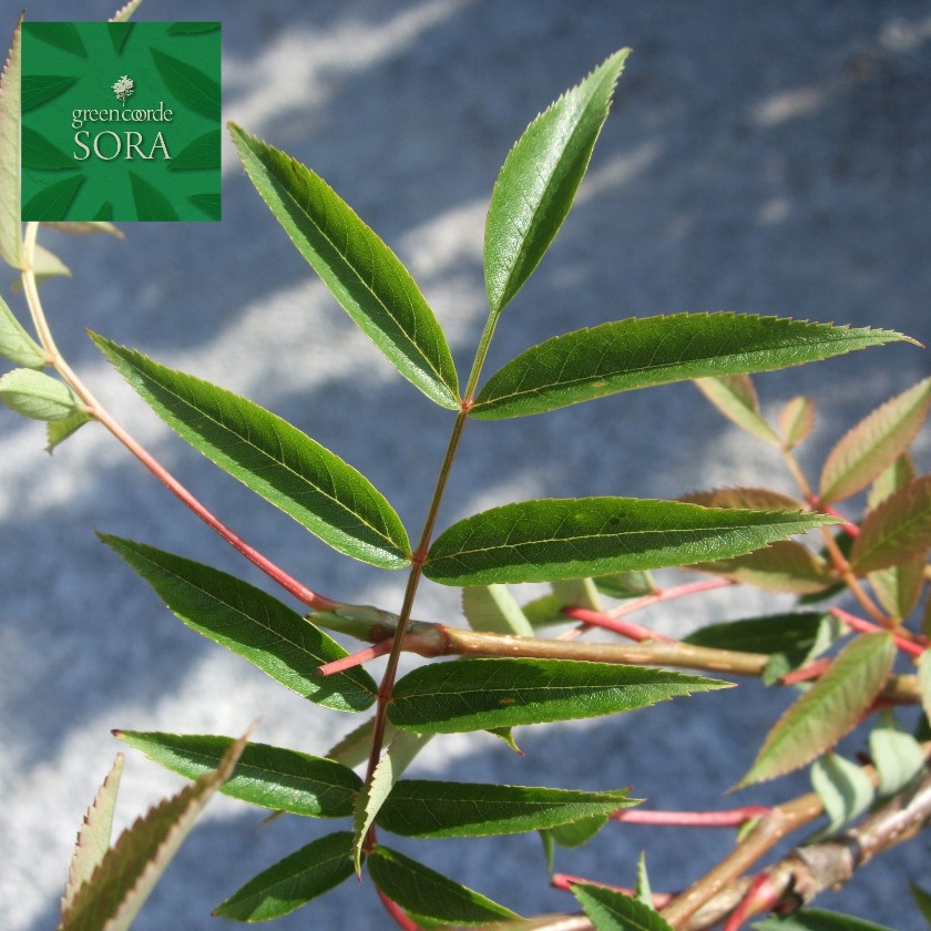 七竈 単木 樹高H:3000粍 植木 苗