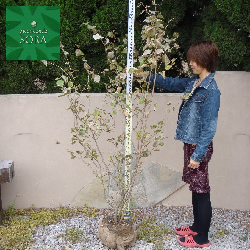 トサミズキ 樹高H:2500mm　植木 苗｜SORA