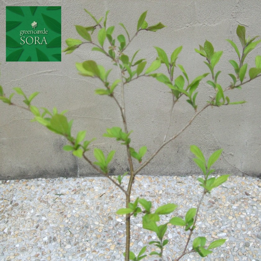 山採りサワフタギ　　/412 楽天市場】【送料無料】【現品発送】【山採り】サワフタギ 株立1.3