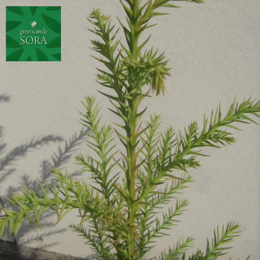 スギ H500～700粍 200本 鉢底より 植木 苗