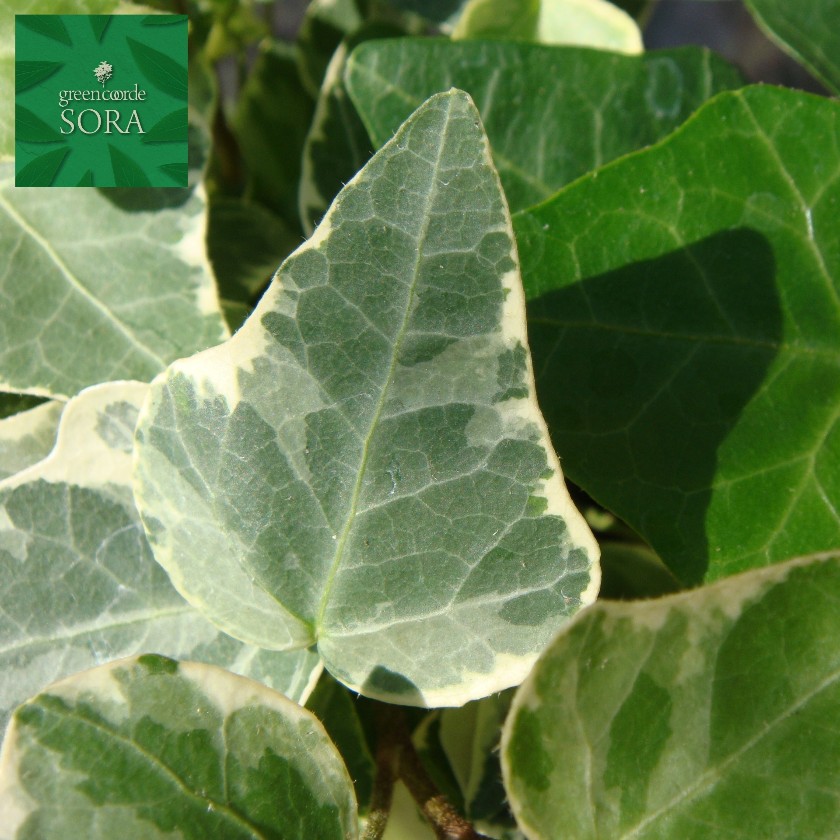 楽天市場 アイビー リサ 1本 Sora