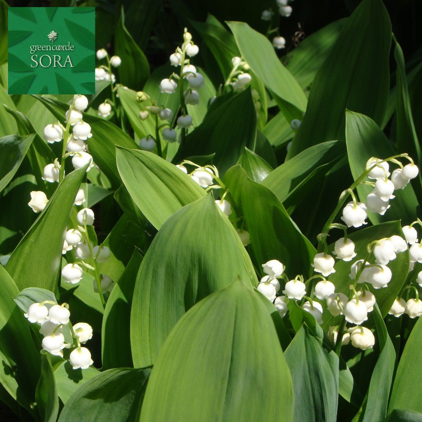 スズラン 日本 鈴蘭 すずらん 茶花 君影草 (20芽) 【公式通販】