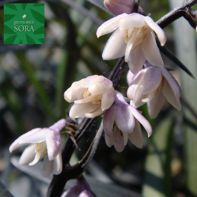 クサントロエア　ブラックボーイ　4号鉢つき　2株セット クサントロエア ブラックボーイ 4号鉢つき 2株セット