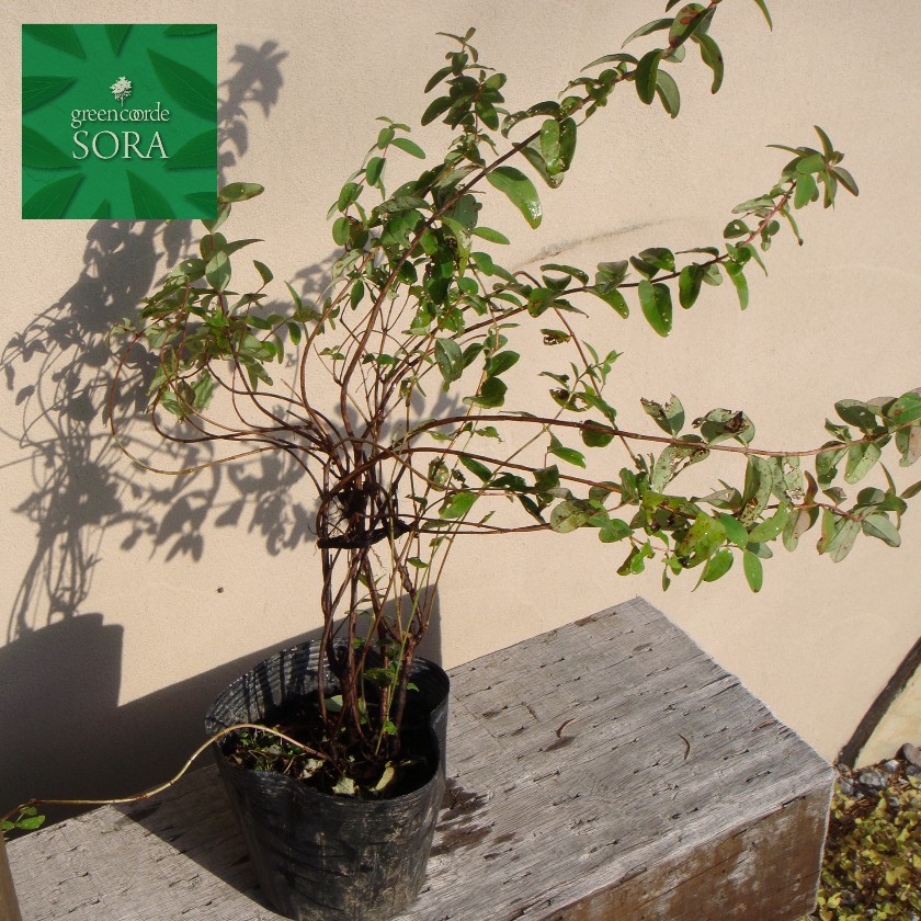 ヒペリカム ヒデ角袖 ベリューム 植木 苗 Brucetires Ca