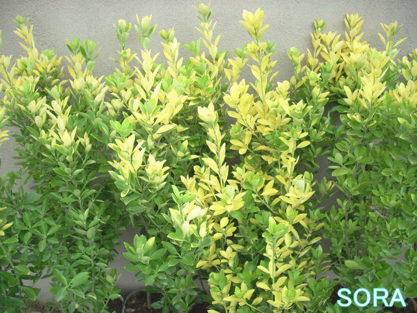 【楽天市場】黄金マサキH900~1100 10本:SORA