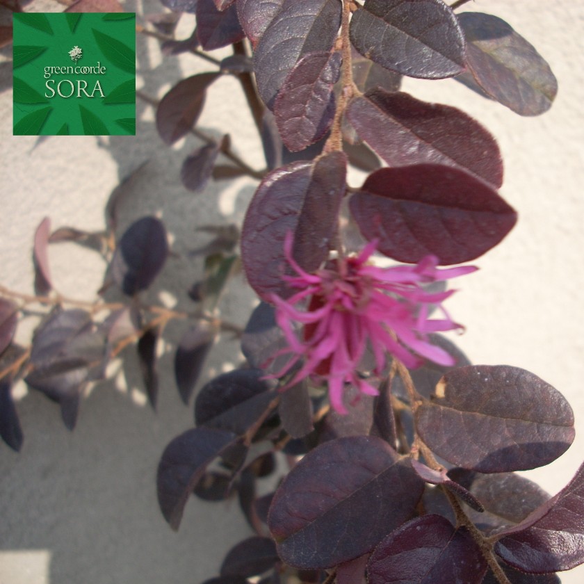 赤葉紅花常盤満作h1100 1300mm 10本 鉢底より 植木 苗 ベニバナトキワマンサク 3月の中頃から5月にかけて強い紅色の花を咲かせる Mirgroupbd Com