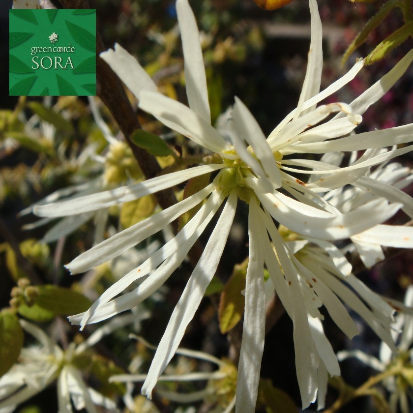 良品。トキワマンサク1.7M(鉢底から)品番A 楽天市場】トキワマンサク青葉赤花 2m 露地 苗木 : トオヤマグリーン