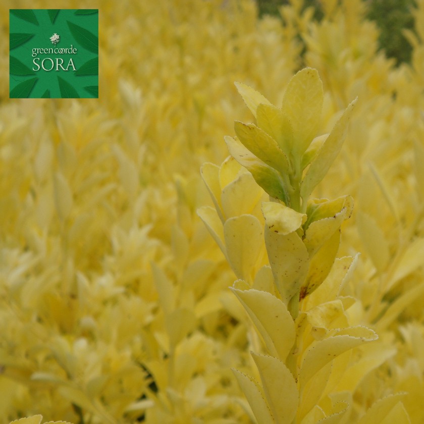 楽天市場】黄金マサキH1100〜1300mm 10本 鉢底より 植木 苗 : SORA