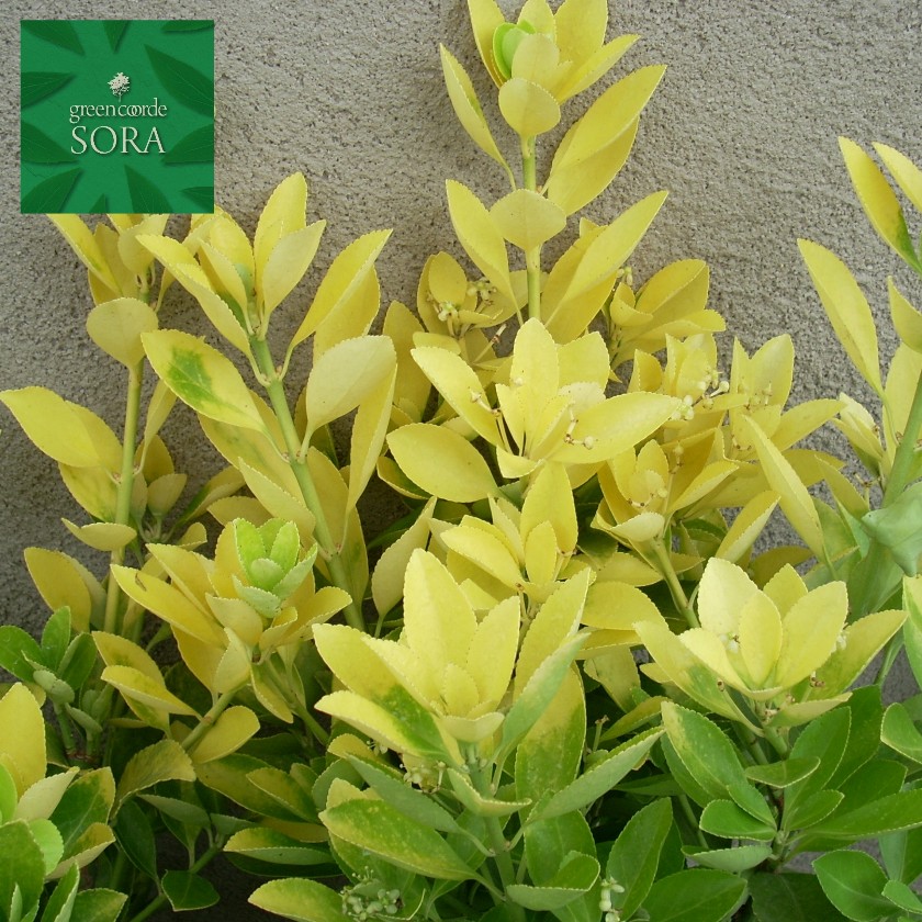 楽天市場】黄金マサキH1100〜1300mm 10本 鉢底より 植木 苗 : SORA