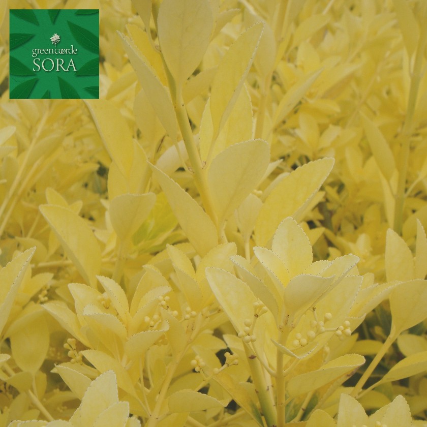 先だつものマサキH900粍前後 4本 鉢底より 植木 苗 生け垣用