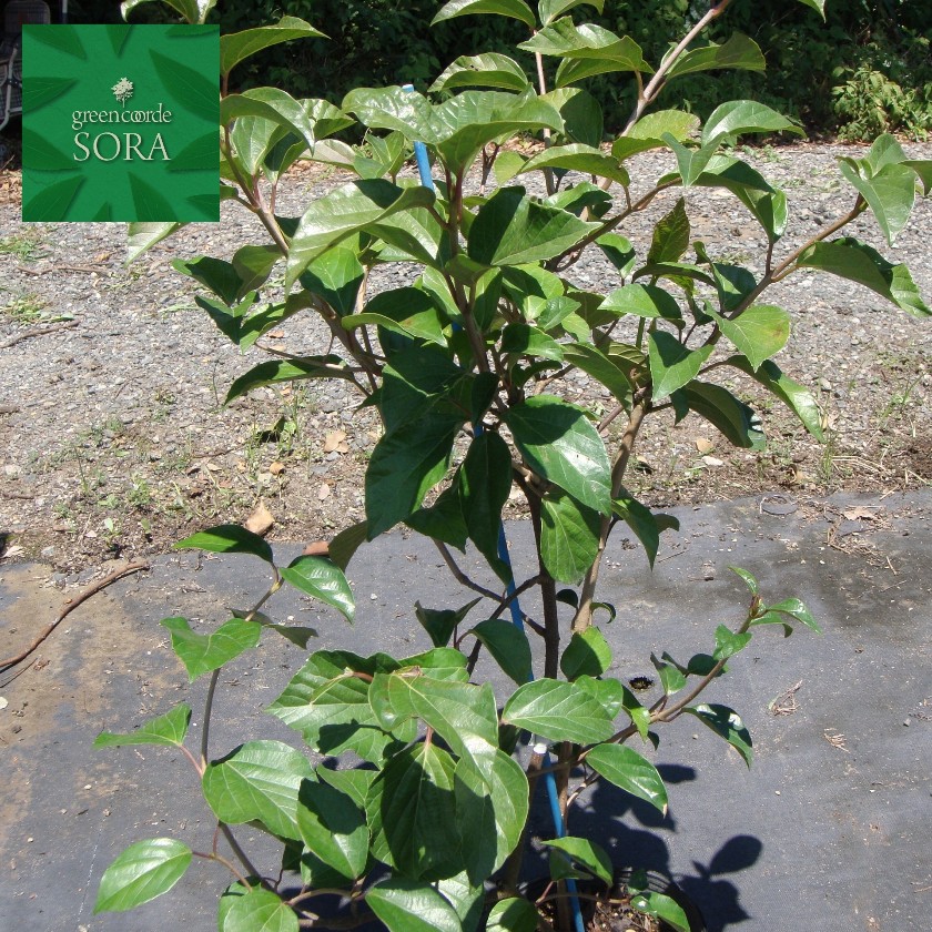 タイサンボク　黄斑入り　8号鉢つき　激レア❗ タイサンボク 黄斑入り 8号鉢つき 激レア❗