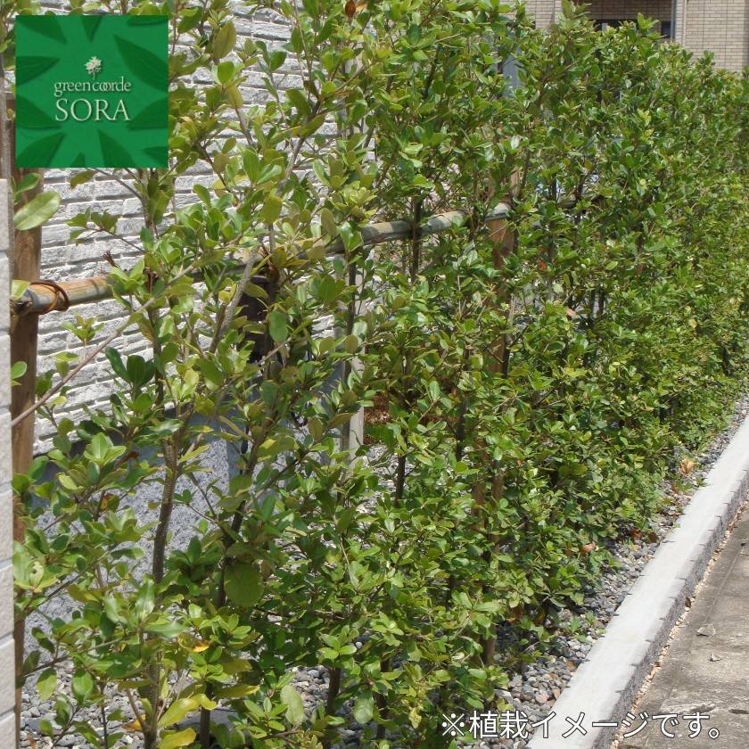 ぷっくりランプ 姥目樫 ウバメガシ（姥目樫） - 庭木図鑑 植木ペディア