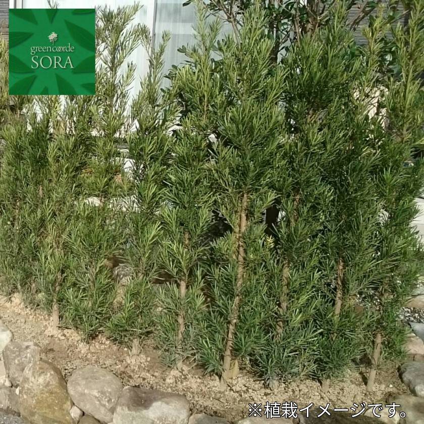 ラカンマキH1100粍前後 2本仕掛ける 鉢底より 植木 苗