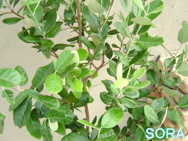 楽天市場 フェイジョア クーリッジ H1600 1800mm 鉢底より 植木 苗 Sora