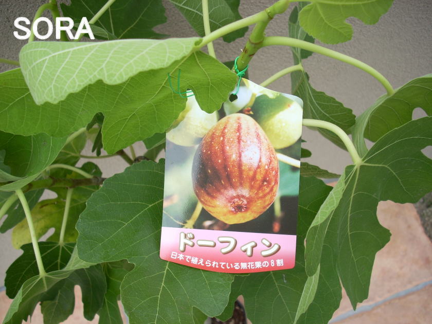 楽天市場 イチジク ドーフィン 2年生 植木 苗 Sora