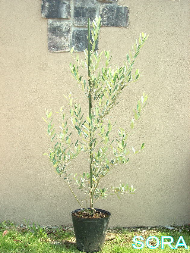 楽天市場 オリーブ ネバディロブランコ 樹高h 1500mm 植木 苗 Sora