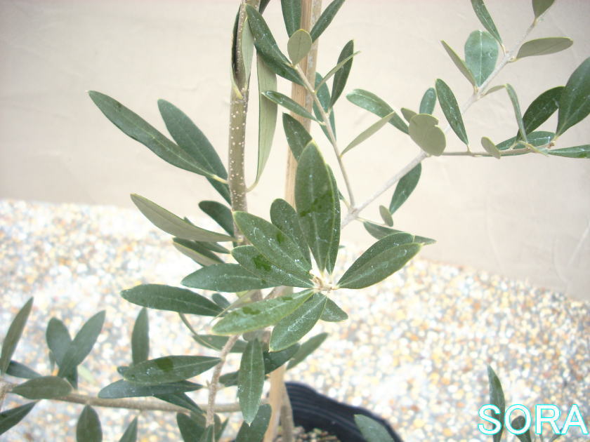 楽天市場】オリーブ サウスオーストラリアベルダル 3.5号 苗木