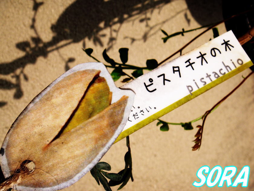 楽天市場 ピスタチオ 植木 苗 Sora