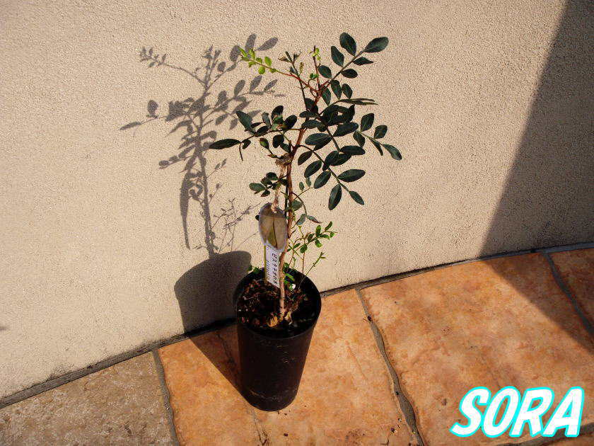 楽天市場 ピスタチオ 植木 苗 Sora