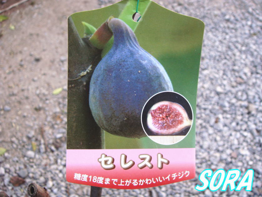 楽天市場 イチジク セレスト 2年生 植木 苗 Sora