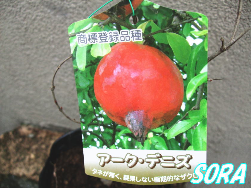 楽天市場 ザクロ アーク デニス 植木 苗 Sora