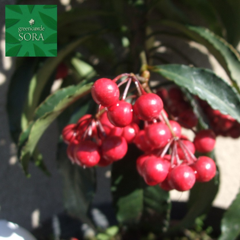 万両　福包　斑入り　2株植え❗変わり葉❗　4鉢セット❗　 ⑦ 万両 福包 斑入り 2株植え❗変わり葉❗ ② - メルカリ