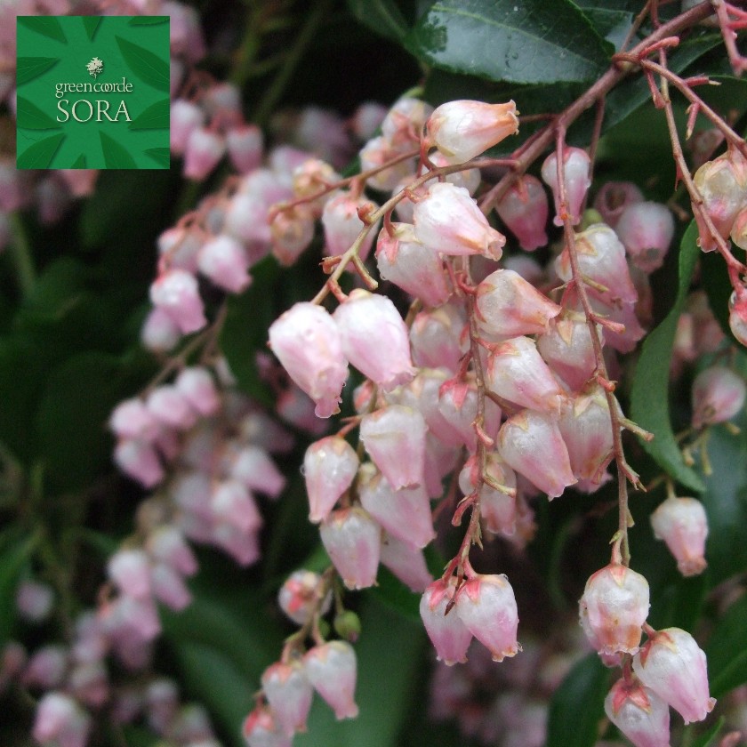 ベニバナアセビ H900 1100mm 鉢底一段と 植木 苗 Biobolt13 Hu