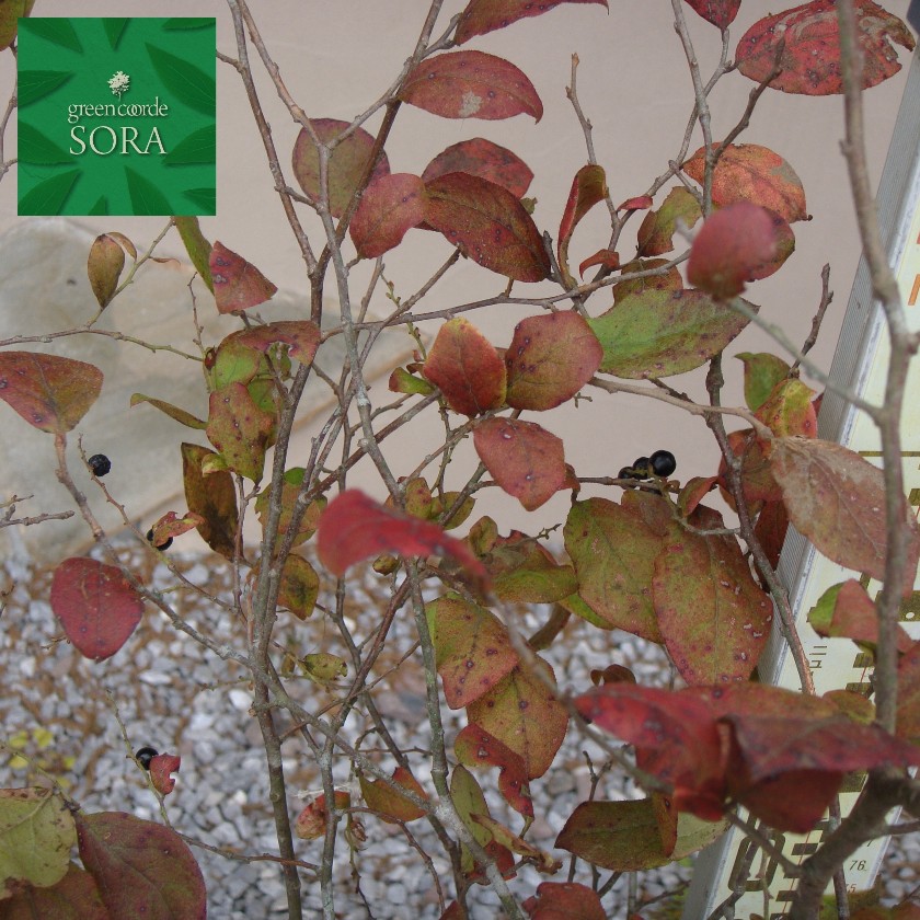 楽天市場】【不在置きOK限定販売価格】ナツハゼ（山採りもの