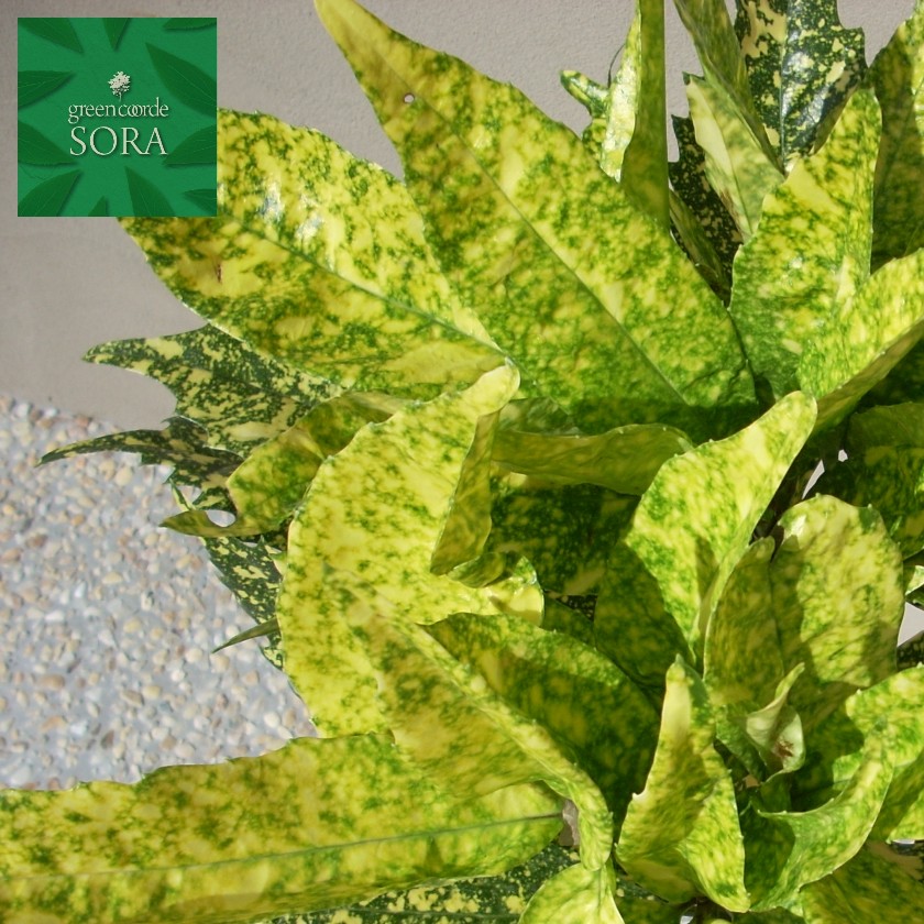 フイリアオキ H900粍前後 鉢底より 植木 苗