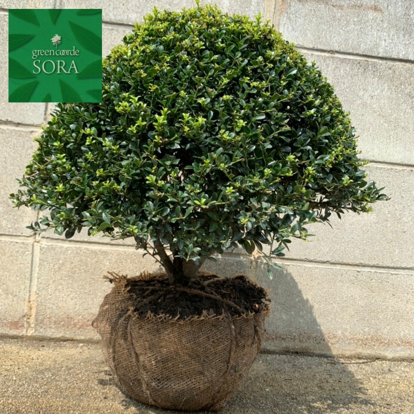 楽天市場 キンメツゲ 玉仕立て W 300mm 3本 植木 苗 Sora