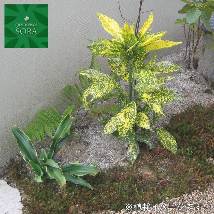 フイリアオキ H900粍前後 鉢底より 植木 苗