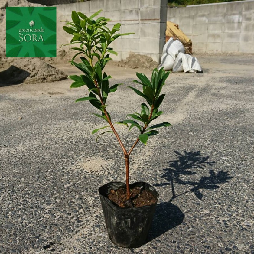 楽天市場 沈丁花 白花 H500 700mm 鉢底より 植木 苗 Sora