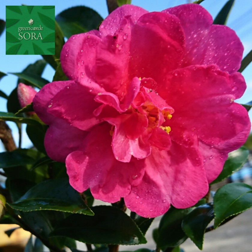 サザンカ 赤花 H900粍前後 5本 鉢底より 植木 苗 生け垣用