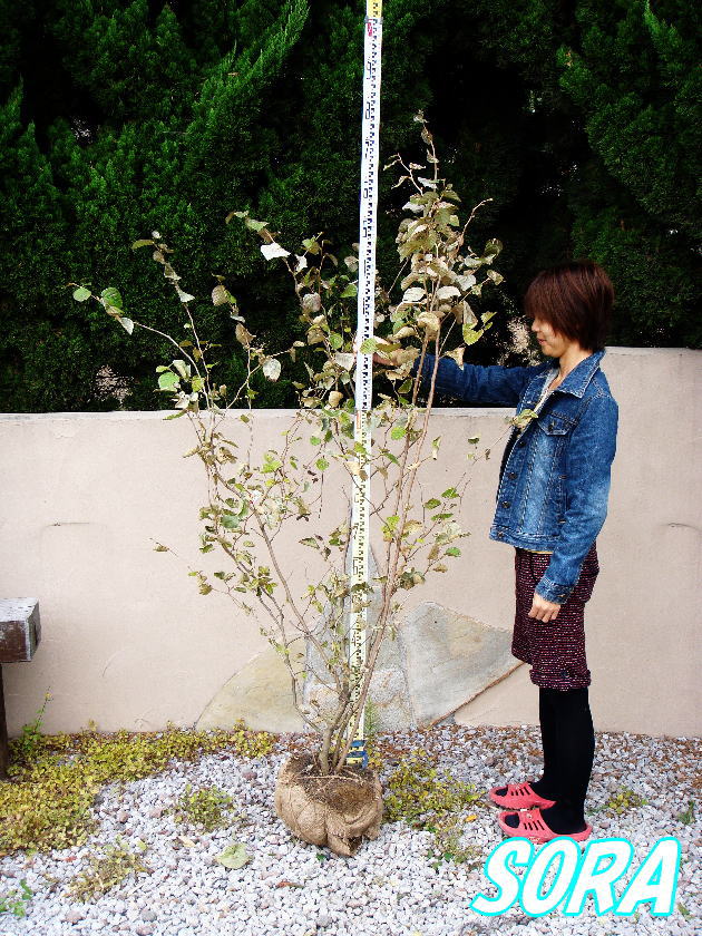 花は淡黄色で葉よりも早く開きます 土佐水木 樹高h 1500mm 植木 トサミズキ 植木 苗花 ガーデン Diy 樹高h 1500mm 植木 苗 Sora