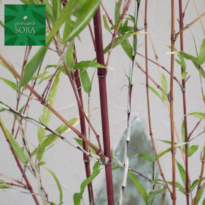 ベニカンチク 株立 樹高 H:1500mm 2株 植木 苗|SORA
