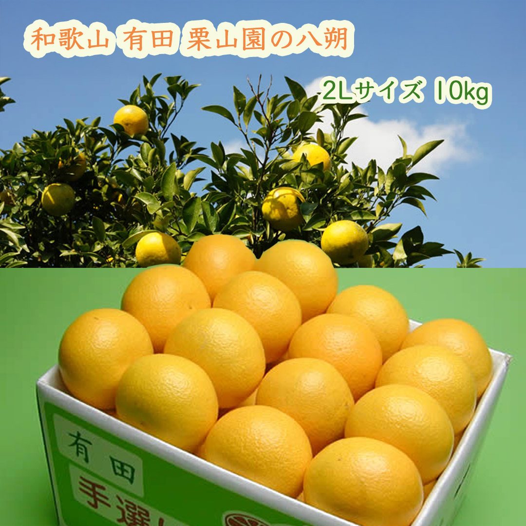 和歌山 有田 栗山園の八朔(はっさく) 2Lサイズ 10kg (送料無料/沖縄1000円) 大好評 びっくりの美味しさ ジューシーで旨みたっぷり