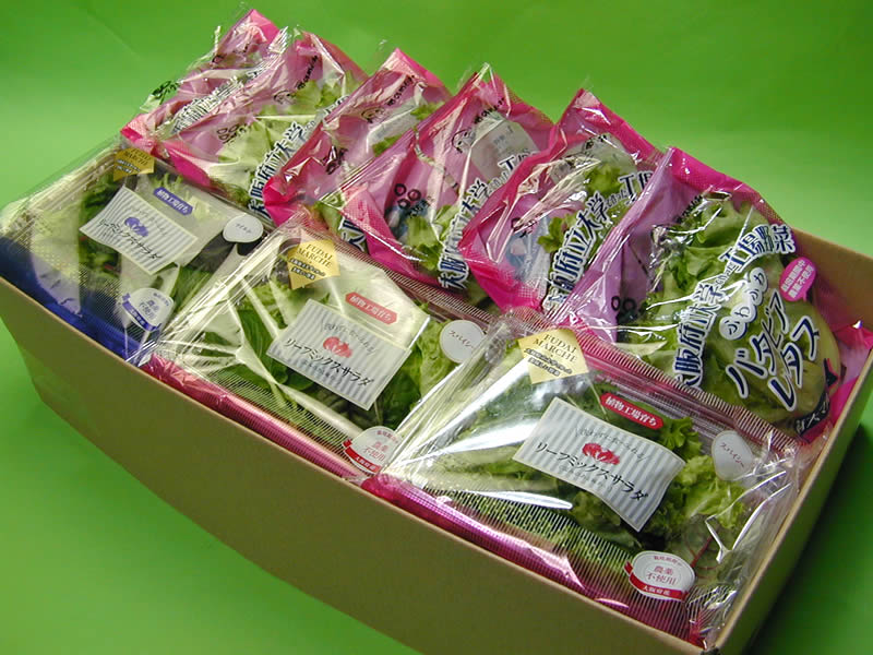 大阪府立大学植物工場バタビアレタス 約70g 6個 約4g リーフミックスサラダマイルド 約35g 3個 約105g リーフミックスサラダスパイシー 限定価格セール 大阪府立大学植物工場バタビアレタス 約70g 6個 約4g リーフミックスサラダマイルド 約35g 3個 約105g リーフミックスサラダスパイシー 限定価格セール