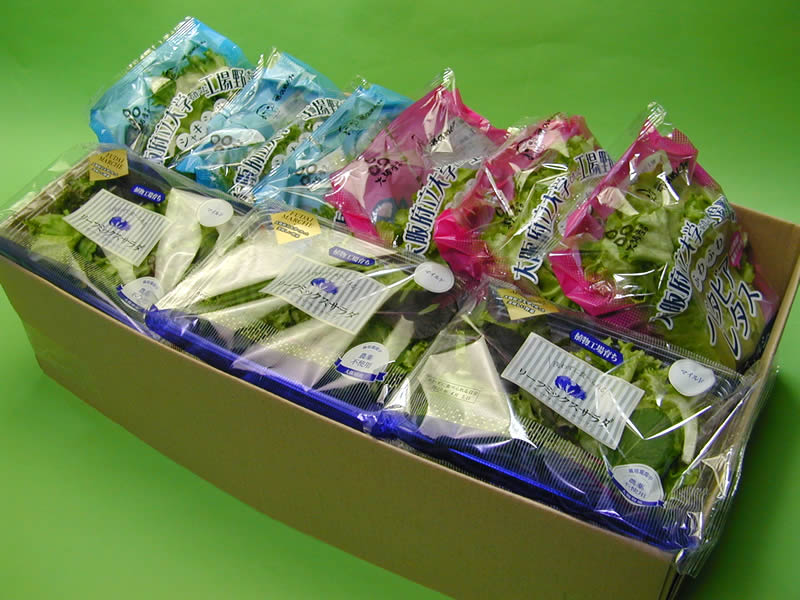 大阪府立大学植物工場バタビアレタス 約70g ３個 約210g フリルレタス リーフミックスサラダマイルド 約35g ６個 入り 全国どこでも送料無料