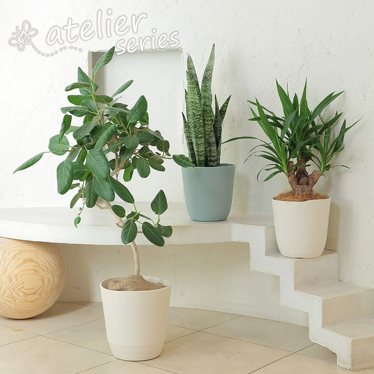 ブラヘアアルマータ　6号ポットつき　4株セット❗　① ブラヘア 39株 24ポット ブラヘア 39株 24ポット