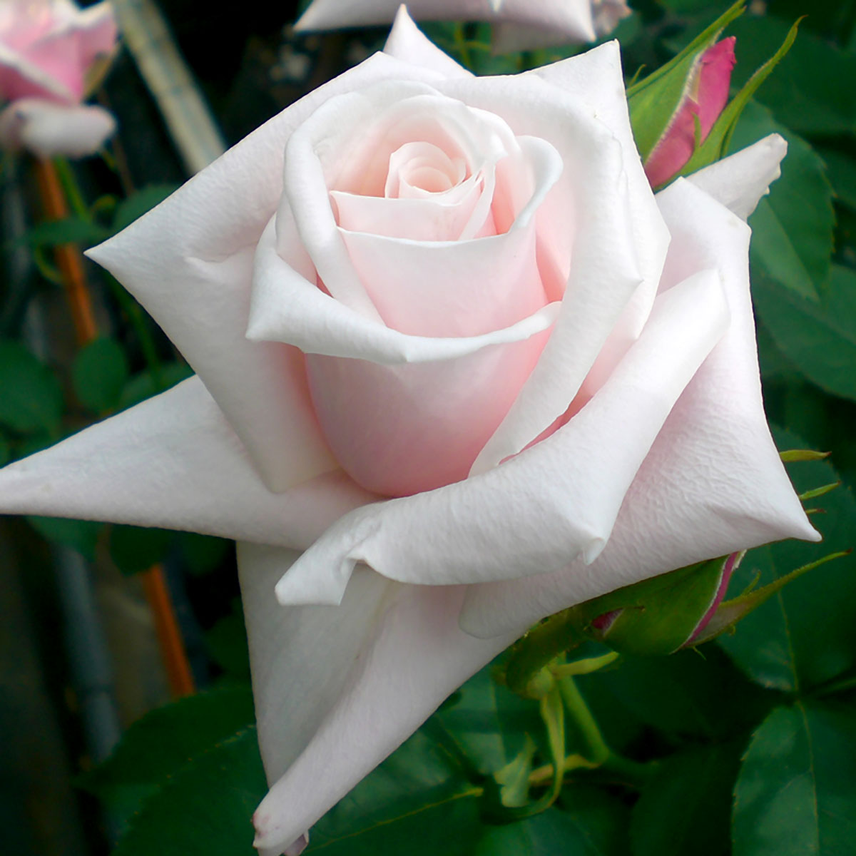 バラ苗問い合わせページ バラ大苗 爽（そう） 7号ロングスリット鉢 河本バラ園｜花木04-PA