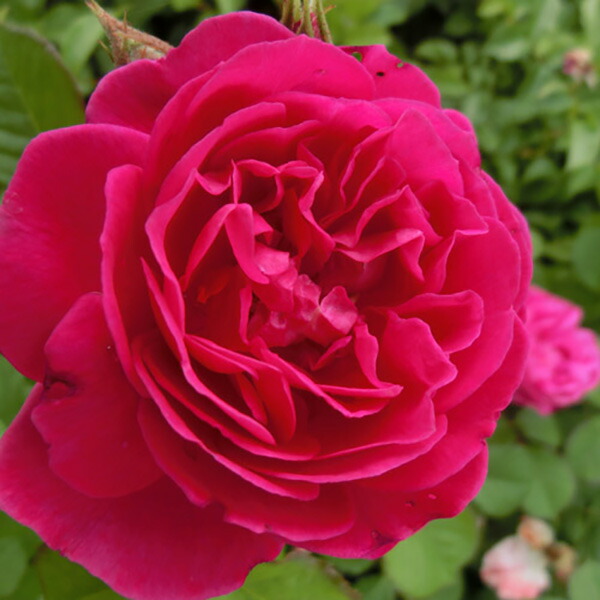 楽天市場】バラ苗 カール4世 2年大苗 4号鉢 水谷農園 中輪 四季咲き