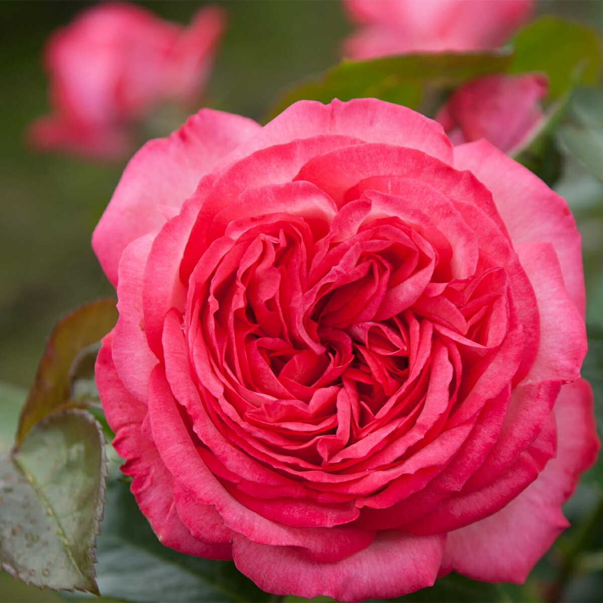 楽天市場】予約販売 25年11月中旬出荷予定 バラ苗 2年大苗