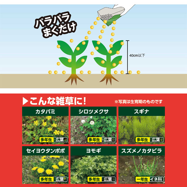 まとめ買い 6箱入 ネコソギトップW粒剤 3kg レインボー薬品 ササ