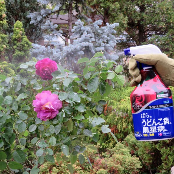 楽天市場 殺菌剤 バラ 病気 マイローズ殺菌スプレー 950ml 住友化学園芸 イーハナス楽天市場店