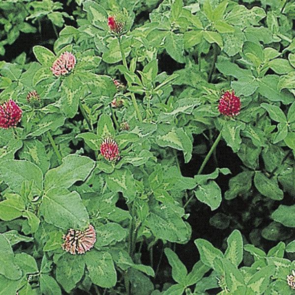 正規品質保証】 スプラウト 豆苗 とうみょう 40ml 3袋セット <br> 郵便配送商品