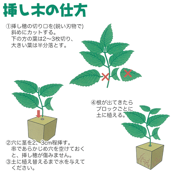 楽天市場 ガーデン用品 育苗 無菌 ロックウールブロック 60p 大和プラスチック イーハナス楽天市場店