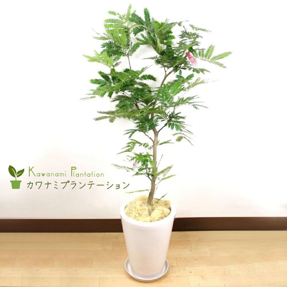 楽天市場】☆希少☆【エバーフレッシュS字カーブ 8号鉢（鉢底