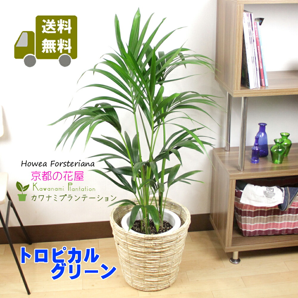 一鉢置くだけで南国気分 観葉植物 カワナミプランテーション 送料無料 立て札 メッセージカード無料 南国ムード満点の観葉植物です 花 観葉植物 観葉植物 観葉植物 ケンチャヤシ８号